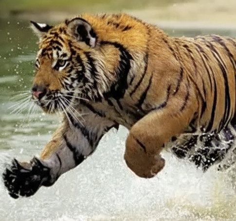 Tiger Jumping over Water