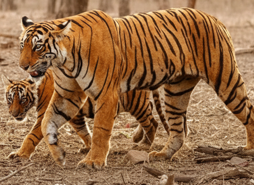 Tiger with calves