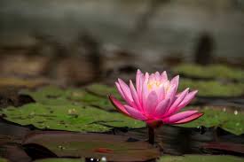 A close-up of a blooming white and pink water lily floating on a pond.